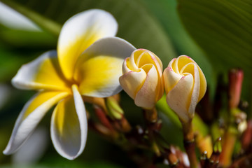 Frangipani mit geschlossenen Blüten