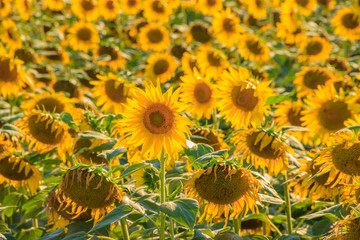 A field of sunflowers. Big yellow flowers field. Flowers with seeds.