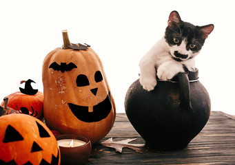 Funny cat sitting in black witch cauldron with jack o lantern pumpkins, bats, spider and burning...