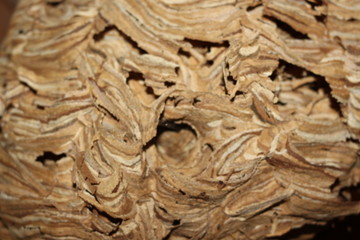  Vespiary. Visible moves and honeycombs for wasps