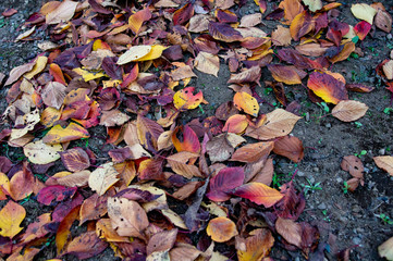 日本の山道を散歩中に見つけた色とりどりの落ち葉