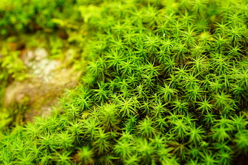 叡智の杜　苔の里