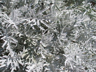 textures de feuilles blanches immortelles matériaux