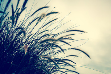 dry grass in the wind with dark sky
