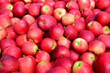 Hintergrund rote leckere Äpfel nach der Apfelernte - Textur