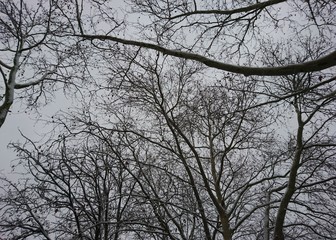 trees in winter with snow