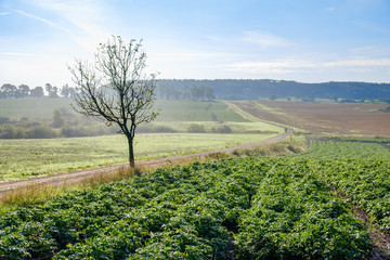 Fototapeta na wymiar Potato field in a rural landscape with a winding road in the landscape