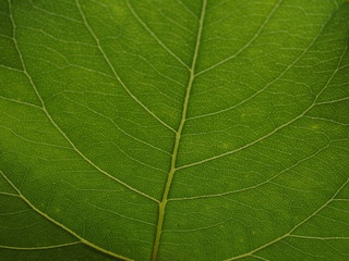 Texture Feuille Macro Full HD Green Vert Matériaux