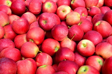 Viele rote Äpfel - Apfelernte - Hintergrund Banner Textur
