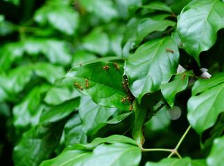 red ant’s nest on green leaf of tree