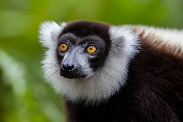 Fototapeta premium Black-and-white ruffed lemur portrait (Varecia variegata), Andasibe Reserve, Madagascar