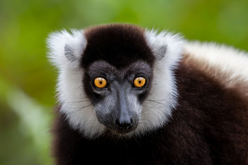 Black-and-white ruffed lemur (Varecia variegata), Andasibe Reserve, Madagascar
