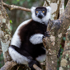 Black-and-white ruffed lemur perched on a tree (Varecia variegata), Andasibe Reserve, Madagascar