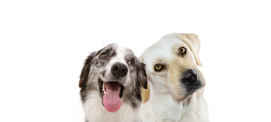 Banner two dogs pets. Labrador retriever thinking and tinting head side and happy border collie. Isolated on white background.