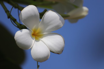 white flower on blue background
