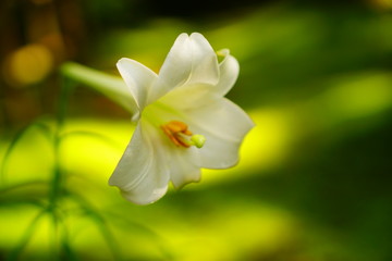 苔の里　ゆりの花