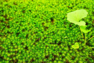叡智の杜　苔の里