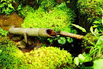 叡智の杜　苔の里