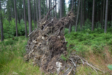 Uproot spruce pine tree in forest after a wind storm