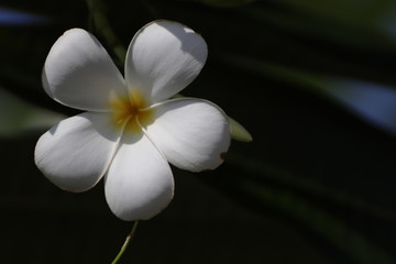 white frangipani flower on green background