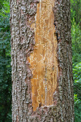 Spruce pine tree bark beetle tunnels infection bark close-up