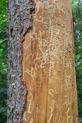 Spruce pine tree bark beetle tunnels infection bark close-up