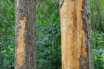 Spruce pine tree bark beetle tunnels infection bark close-up