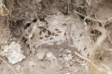 Wasp nest bees in ground soil undeground hole colony 
