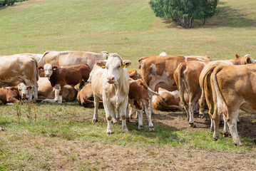 Cow herd rural pasture graze on meadow