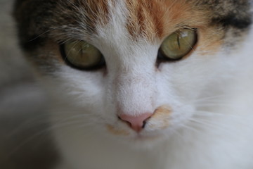close up of a orange, gray and white cat on a blurry background