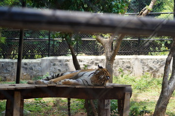 tiger in bench
