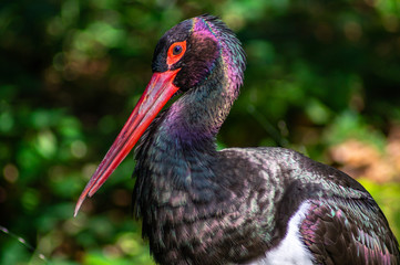 Farbenfroher Schwarstorch