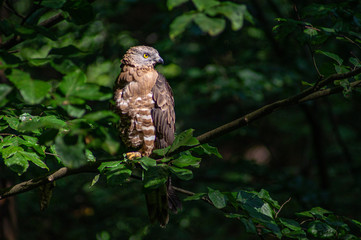 Schreiadler im Licht