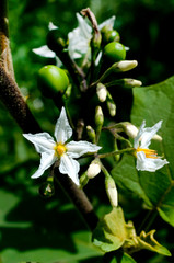 セイバンナスビの花と青い実