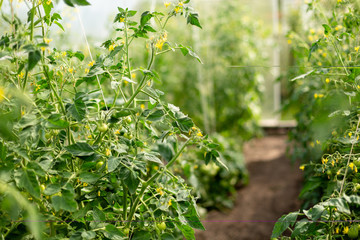 Fototapeta na wymiar Flowering tomato bushes with small tomatoes in a greenhouse