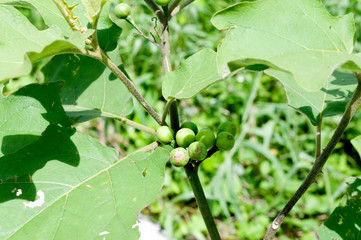 セイバンナスビの青い実