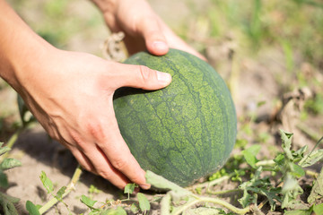 Growing Watermelon in the Garden