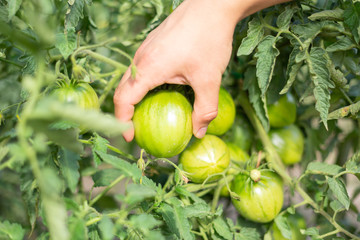 Hand checks the ripeness of tomatoes on a branch in a greenhouse