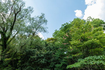 Obraz premium 公園の樹木