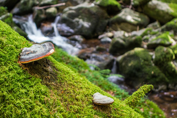 Wandern im Schwarzwald durch Wald und an Flüssen