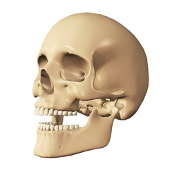 3d human skull