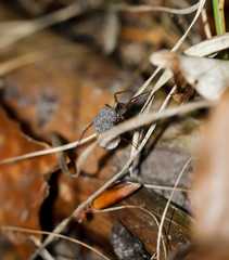 Eine Spinne mit ihrem Nachwuchs auf dem Rücken