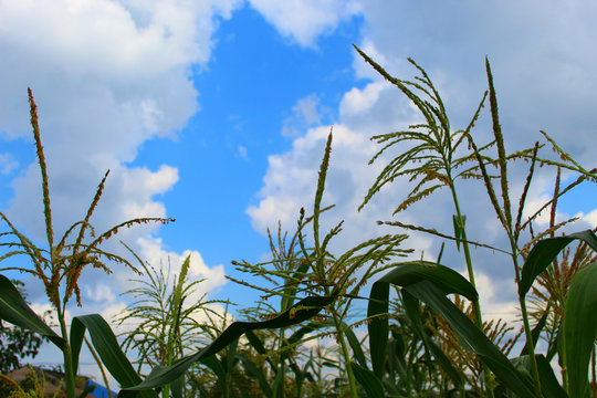 corn tree against a blue cloudy sky, field on a clear day