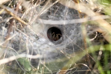 Netz einer Trichternetzspinne versteckt im Gras