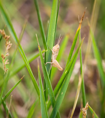 Grashüpfer, Grille im Gras versteckt