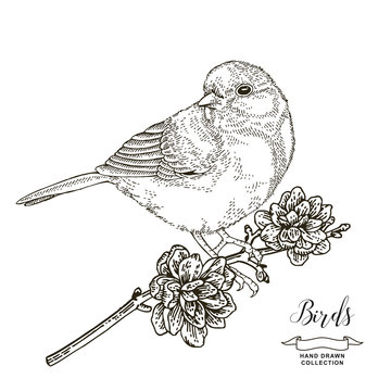 Bird sitting on pine branch. Hand drawn tit. Vector illustration. Vintage engraving style.