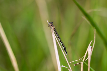 Nahaufnahme einer Kleinlibelle