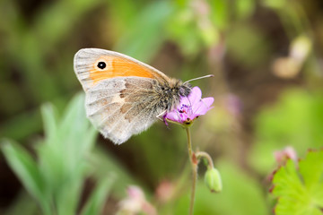 Schmetterling, Falter auf Blüte