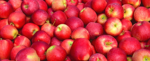 Viele rote reife Äpfel - Apfelernte - Erntezeit in Südtirol