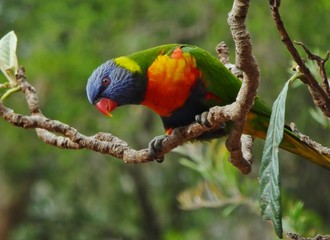 Rainbow Lorikeet